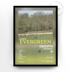 Calcutta 'Evergreen'